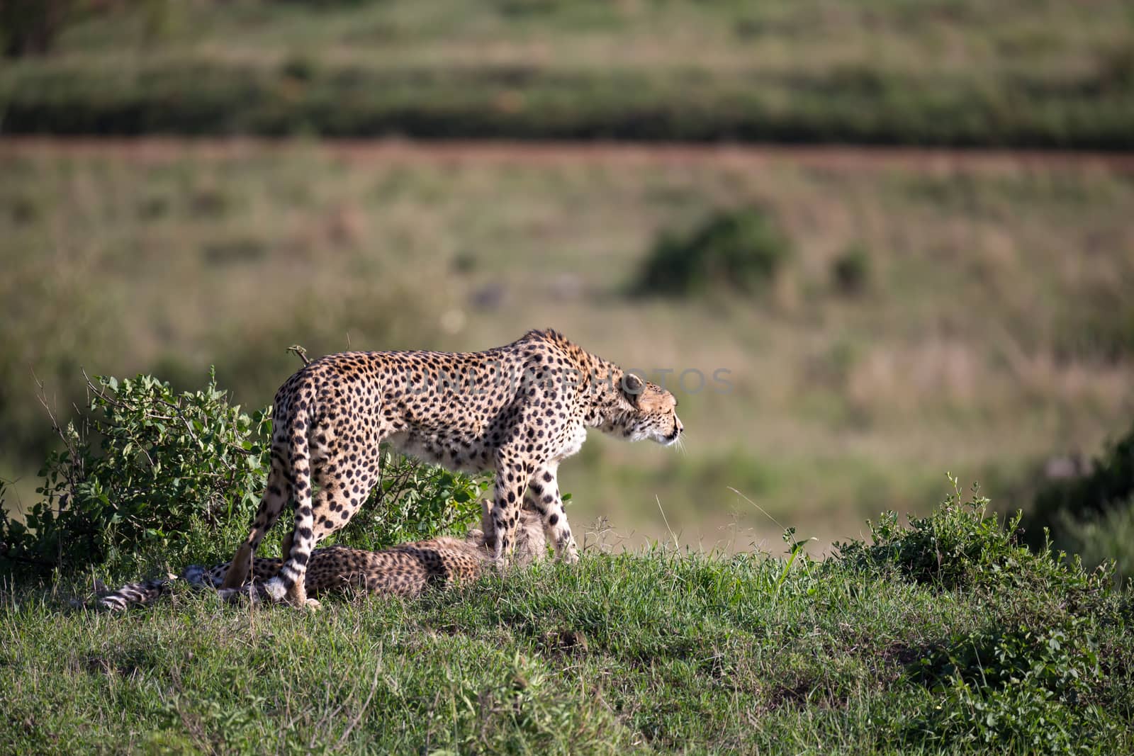 A cheetah walks between grass and bushes in the savannah of Kenya