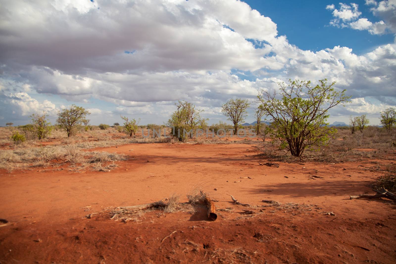 Scenery with red soil, on safari in Kenya