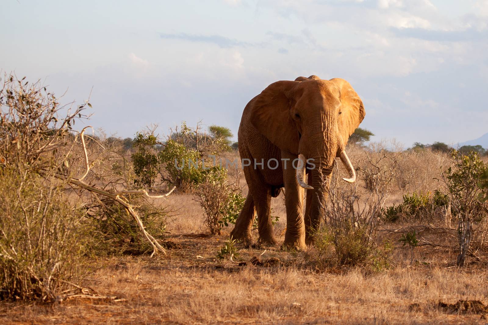 Elephant standing between the bushes, on safari in Kenya