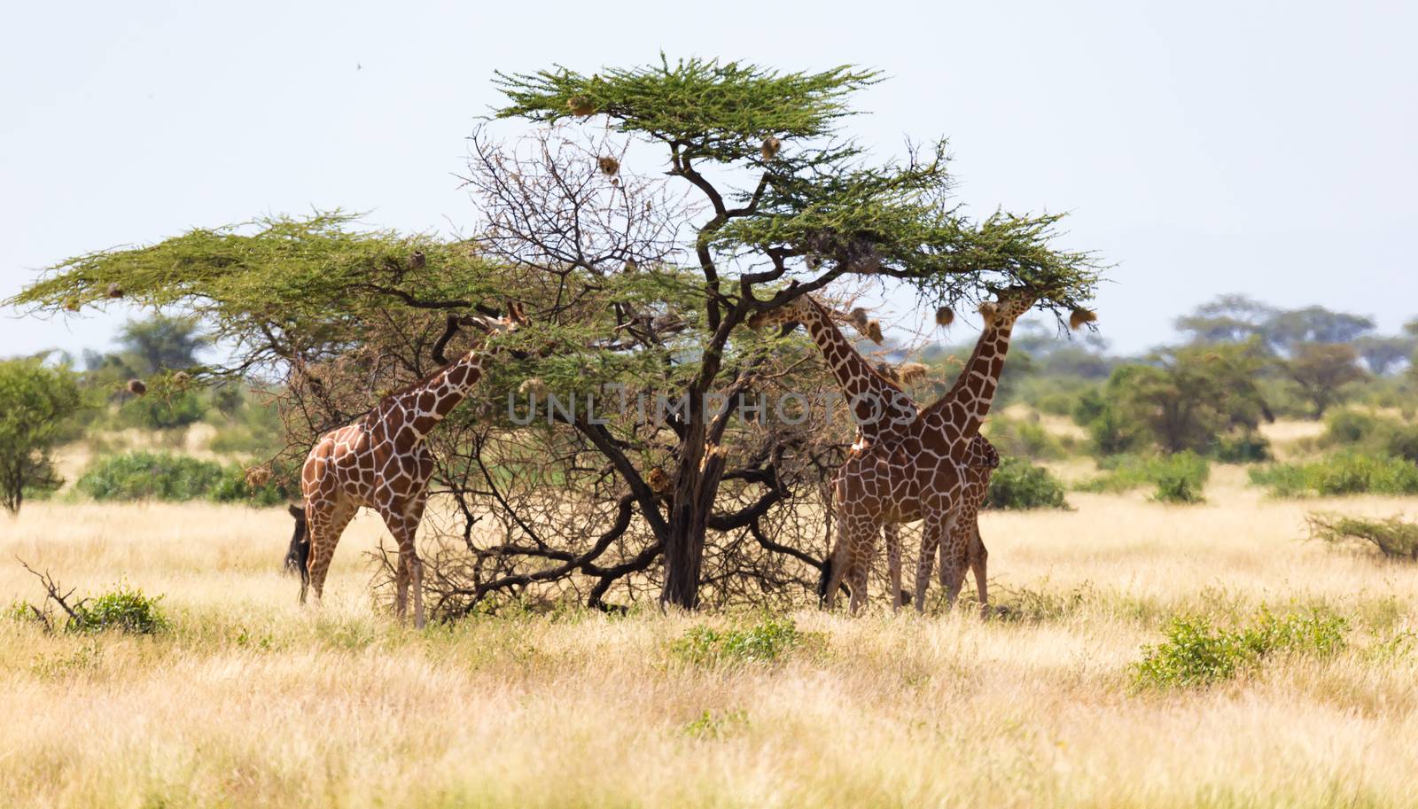 The giraffe group eats the leaves of the acacia trees