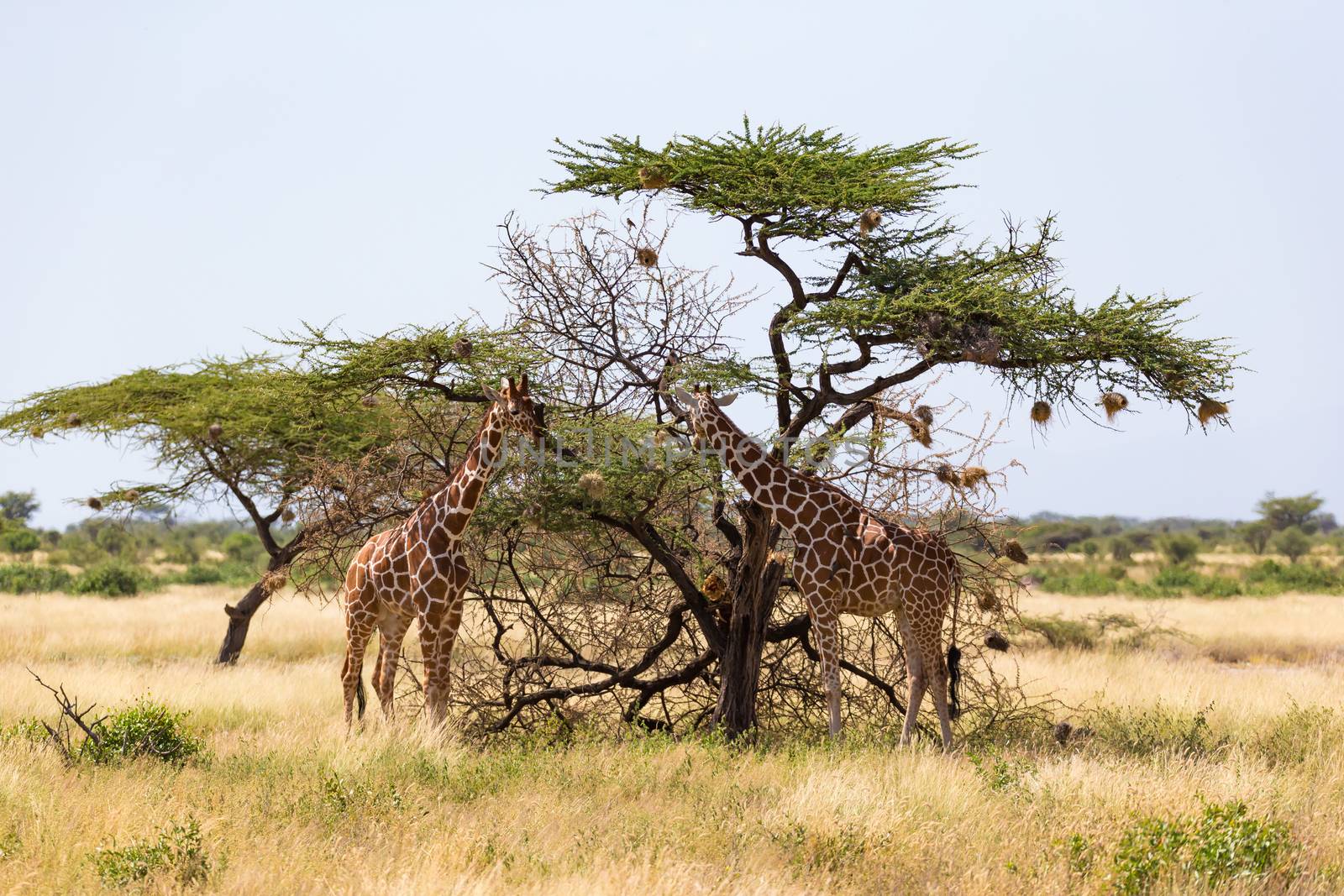 The giraffe group eats the leaves of the acacia trees