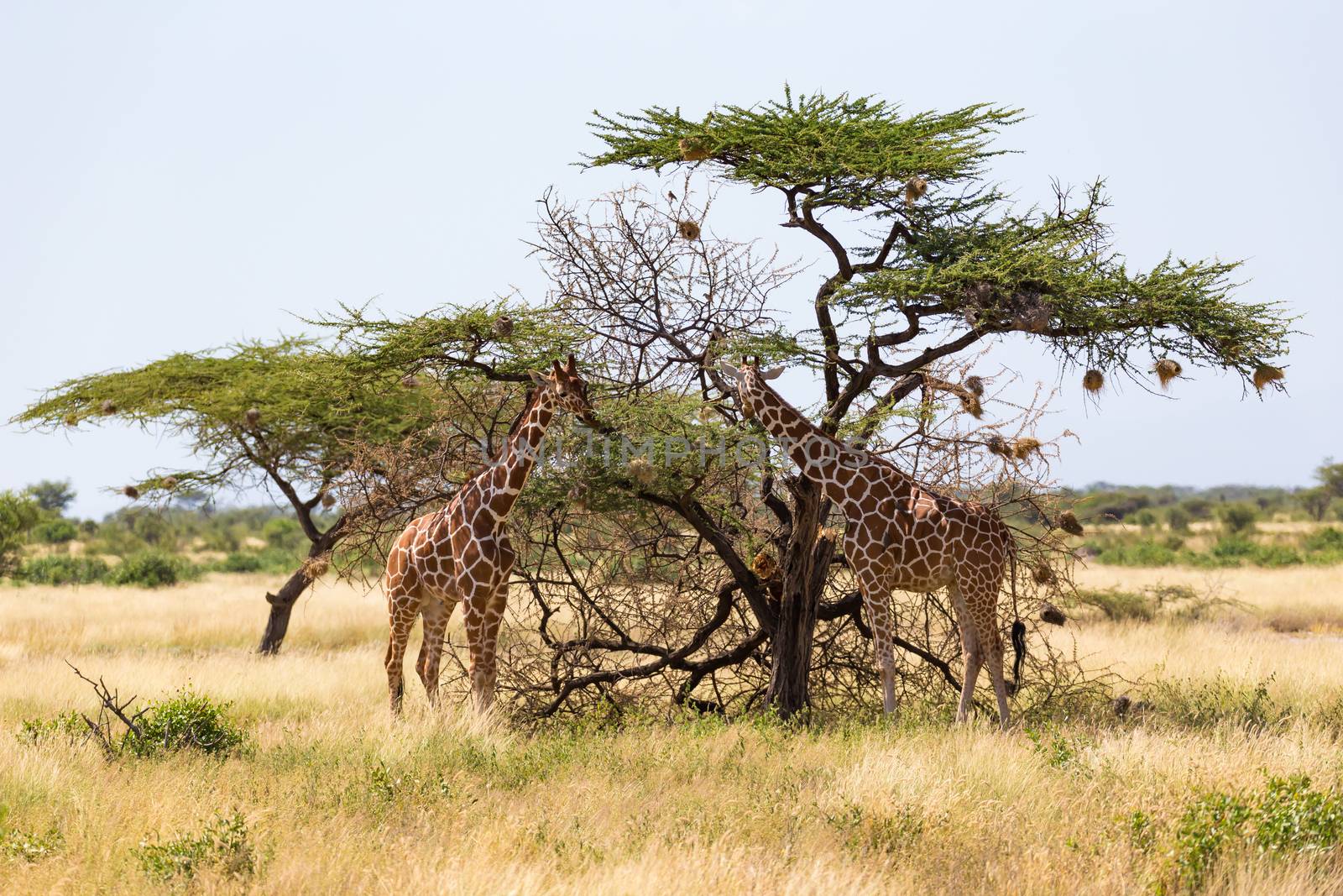 The giraffe group eats the leaves of the acacia trees