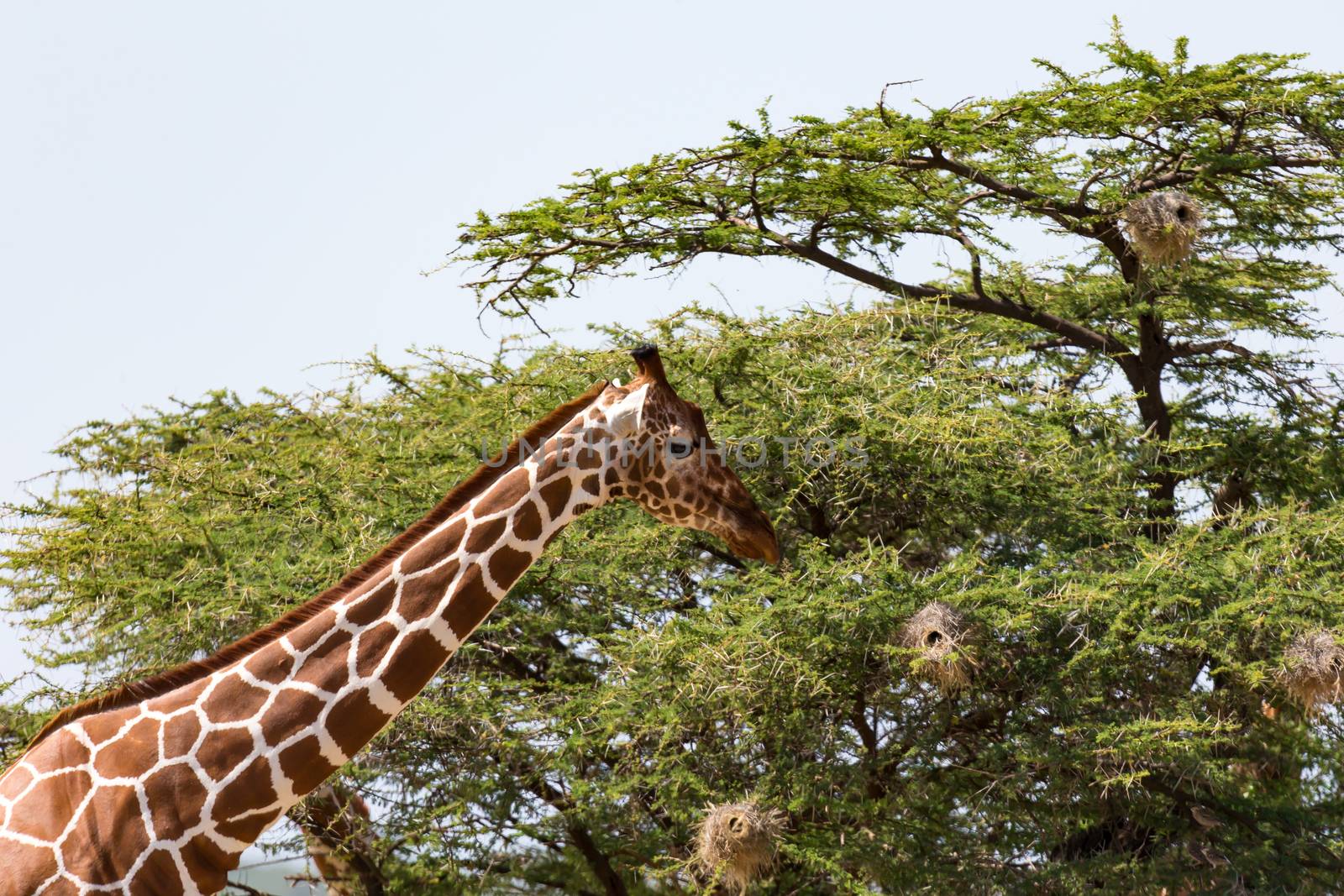 The closeup of a giraffe with many plants in the background