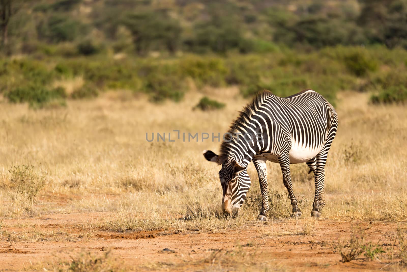 A Grevy Zebra is grazing in the countryside of Samburu in Kenya by 25ehaag6