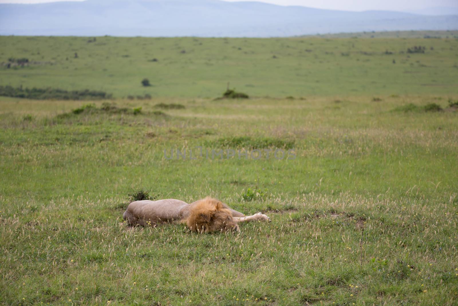 One big lion lies in the grass in the savanna of Kenya