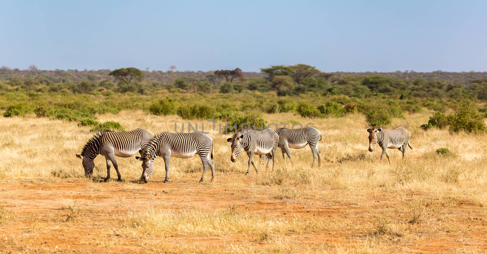 Large herd with zebras grazing in the savannah of Kenya by 25ehaag6