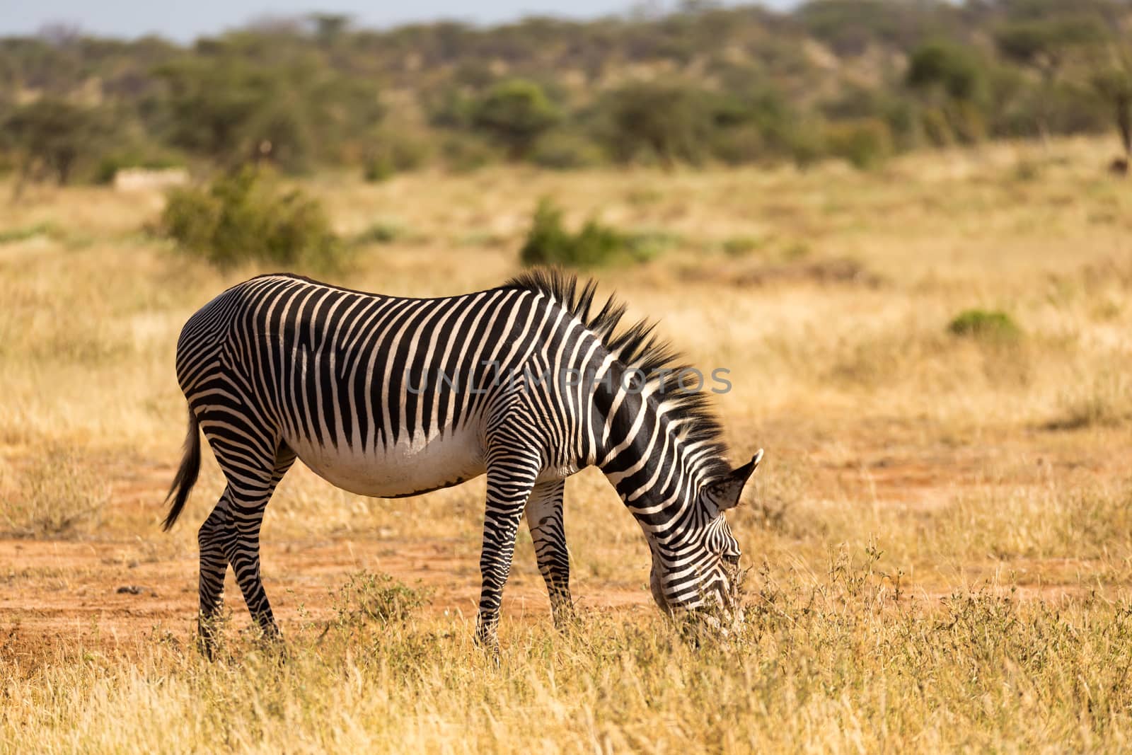 A Grevy zebras are grazing in the countryside of Samburu in Kenya