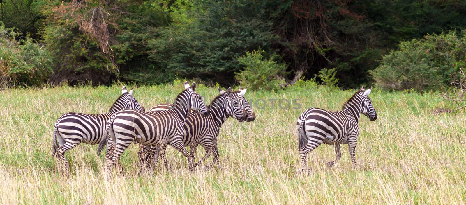 A lot of zebras run over the grassland in Kenya by 25ehaag6