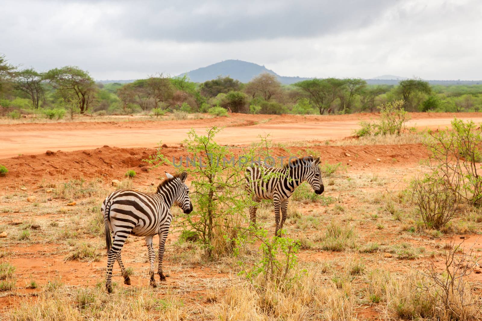 Zebras walking away, scenery of Kenya by 25ehaag6