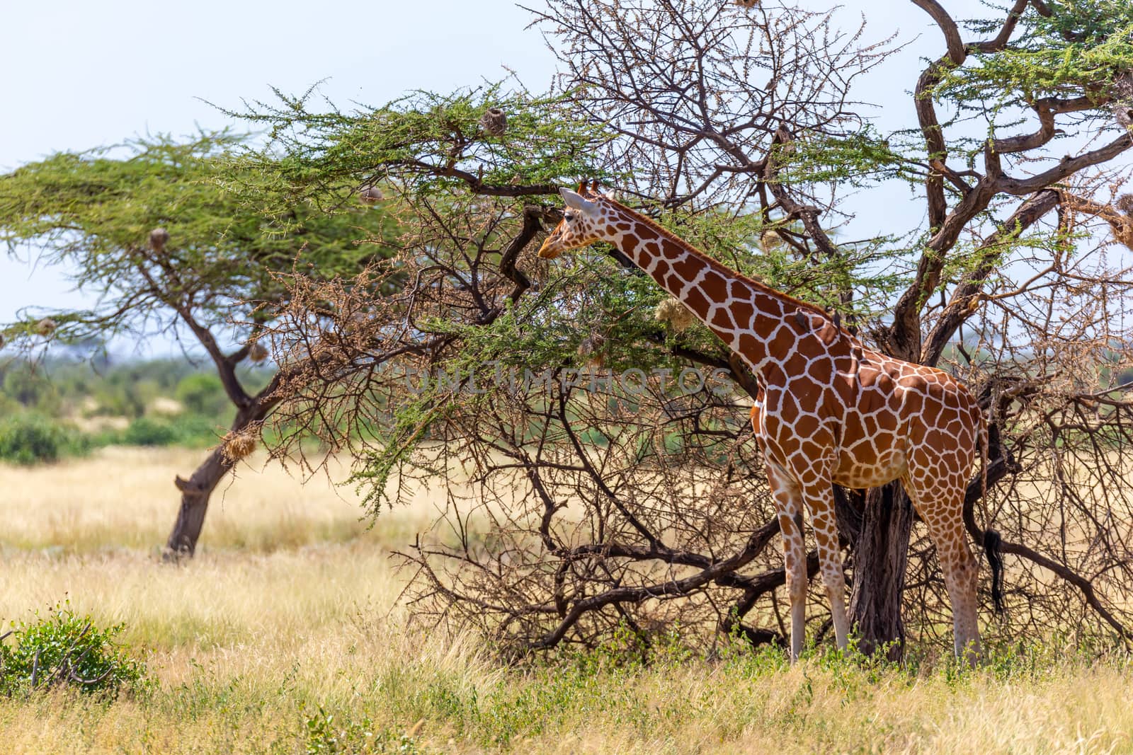 A Somalia giraffes eat the leaves of acacia trees