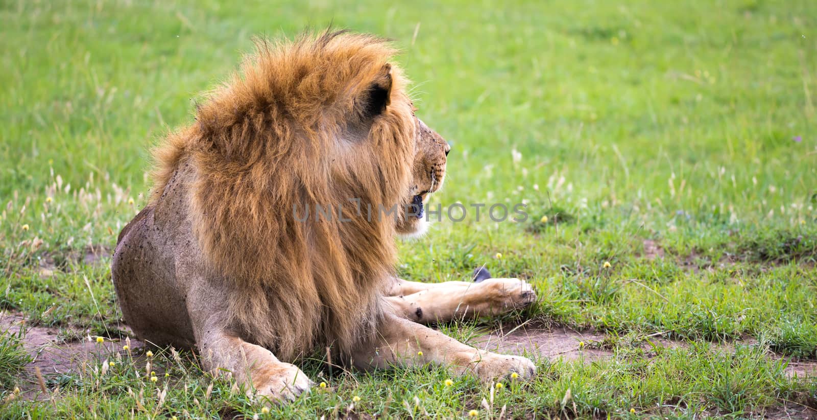One big lion lies in the grass in the middle of the landscape of a savannah in Kenya