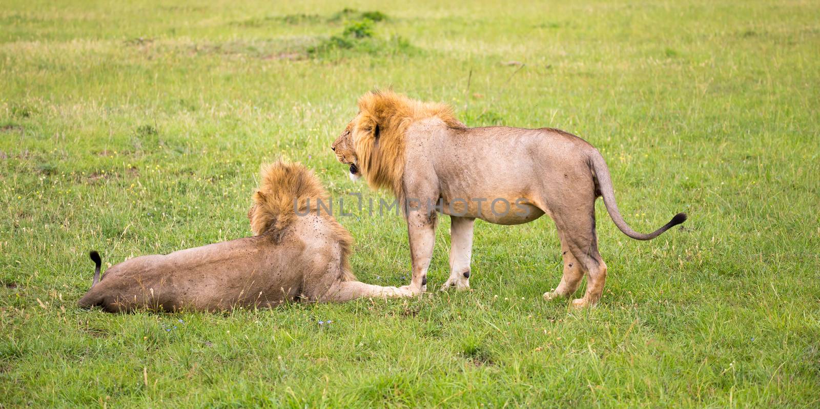 Two big lions show their emotions to each other in the savanna o by 25ehaag6