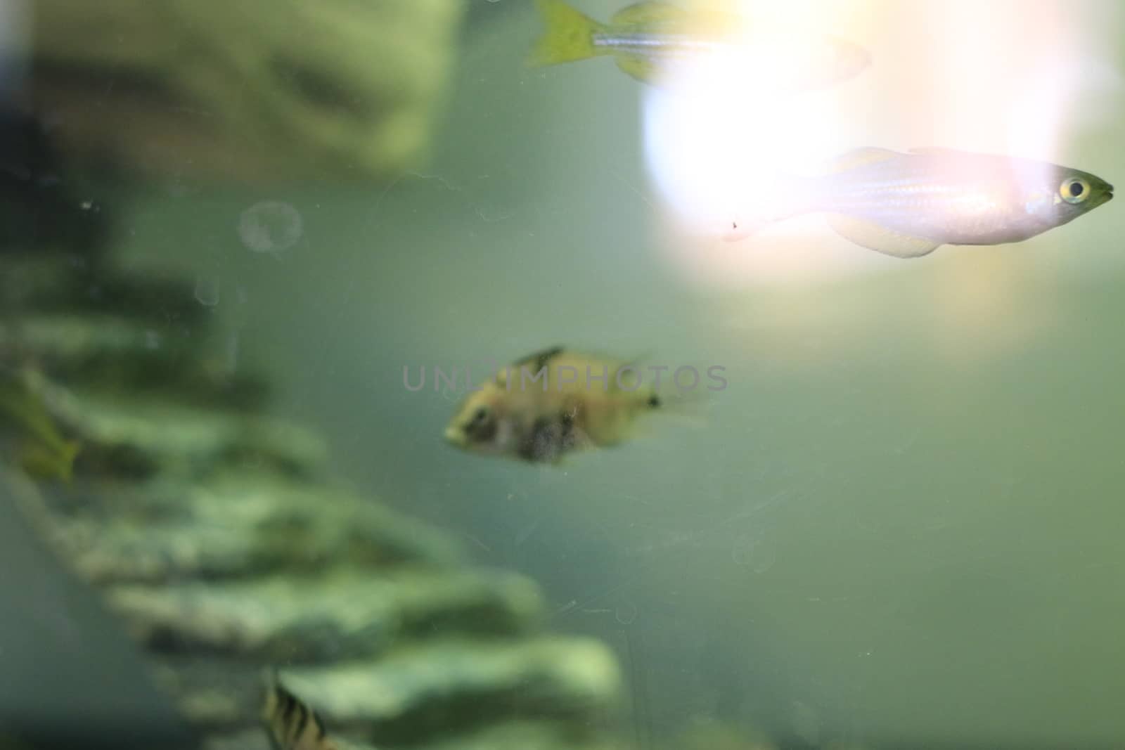 young baby convict cichlid in a aquarium. High quality photo