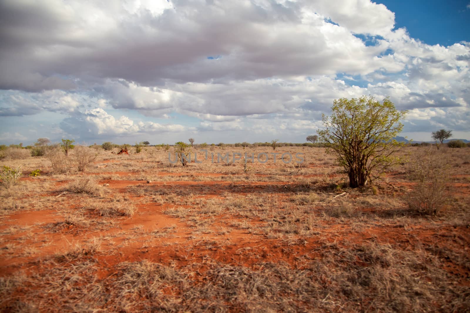 Scenery with red soil, trees, blue sky with white clouds, Kenya