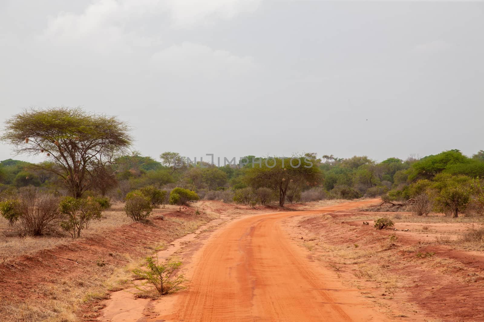 Landscape with red soil, on safari in Kenya