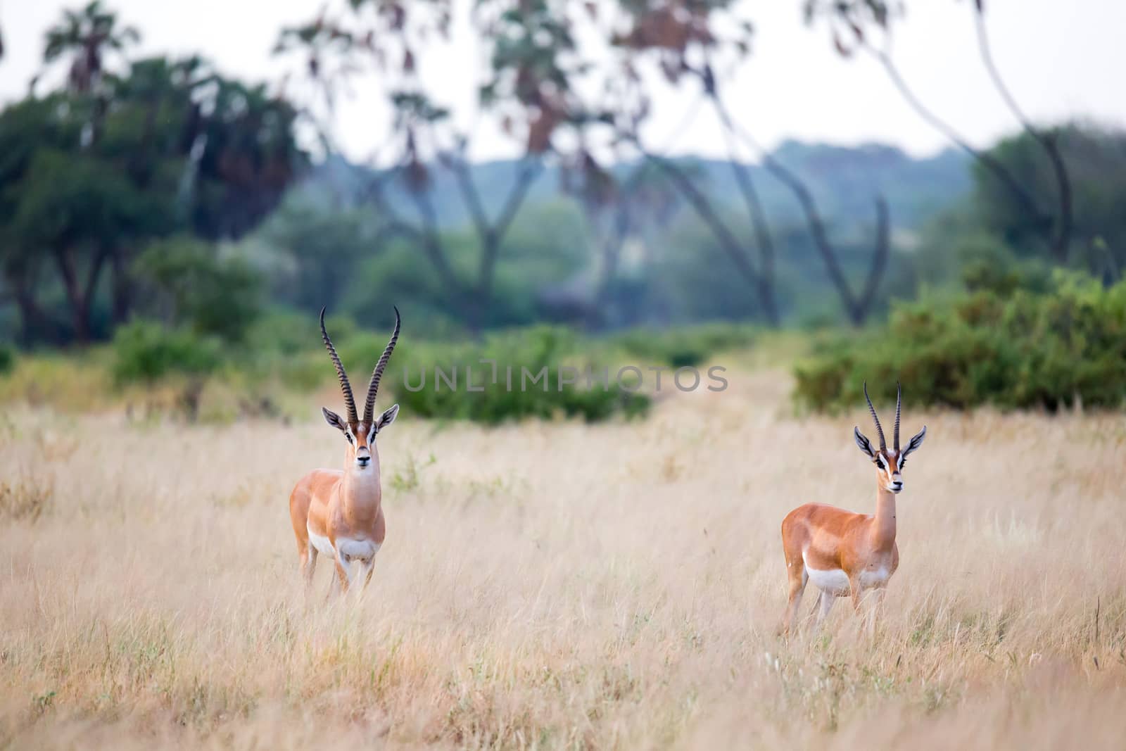 Native antelopes in the grasland of the Kenyan savannah by 25ehaag6