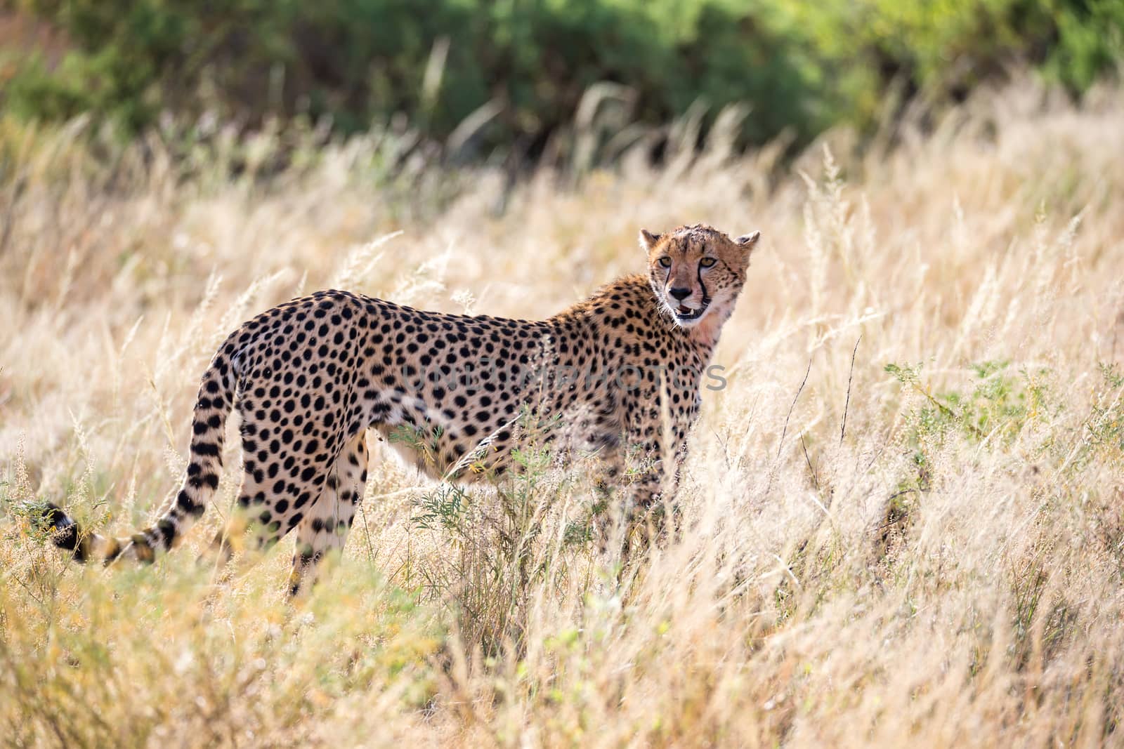 One cheetah in the grass in the savannah