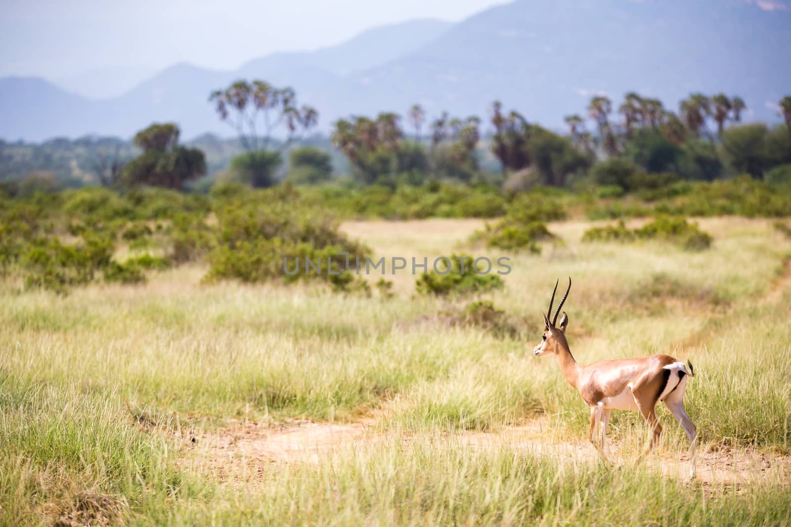 The antelopes in the grass landscape of Kenya