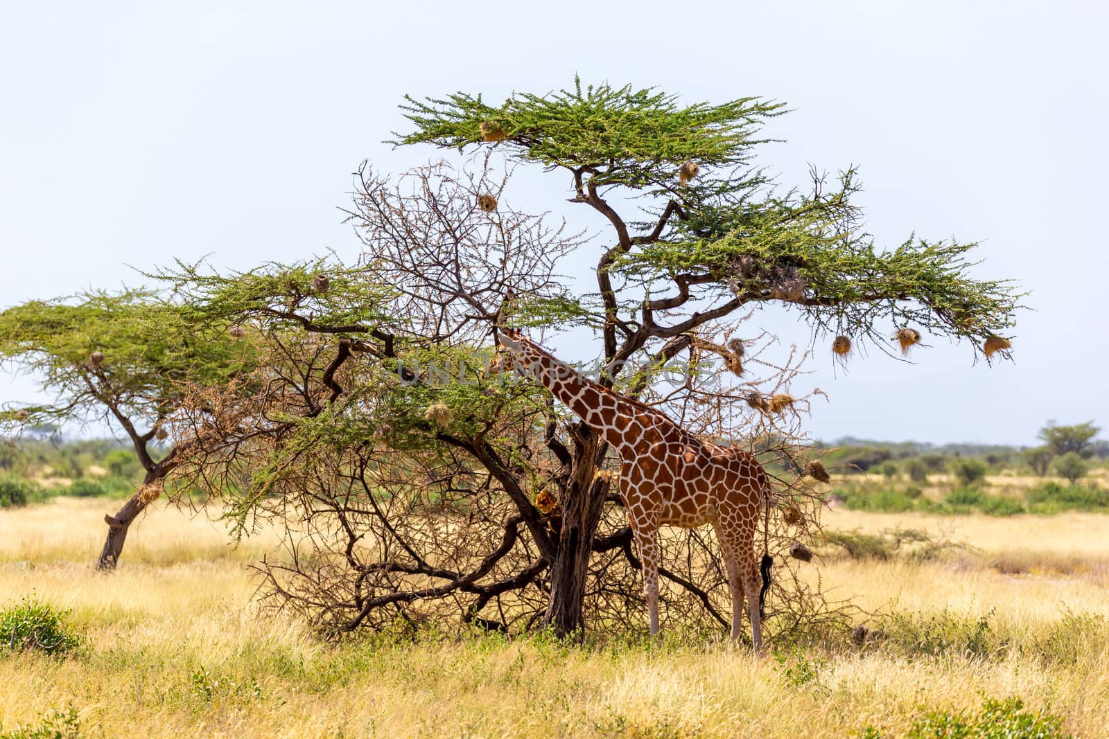 Two Somalia giraffes eat the leaves of acacia trees by 25ehaag6