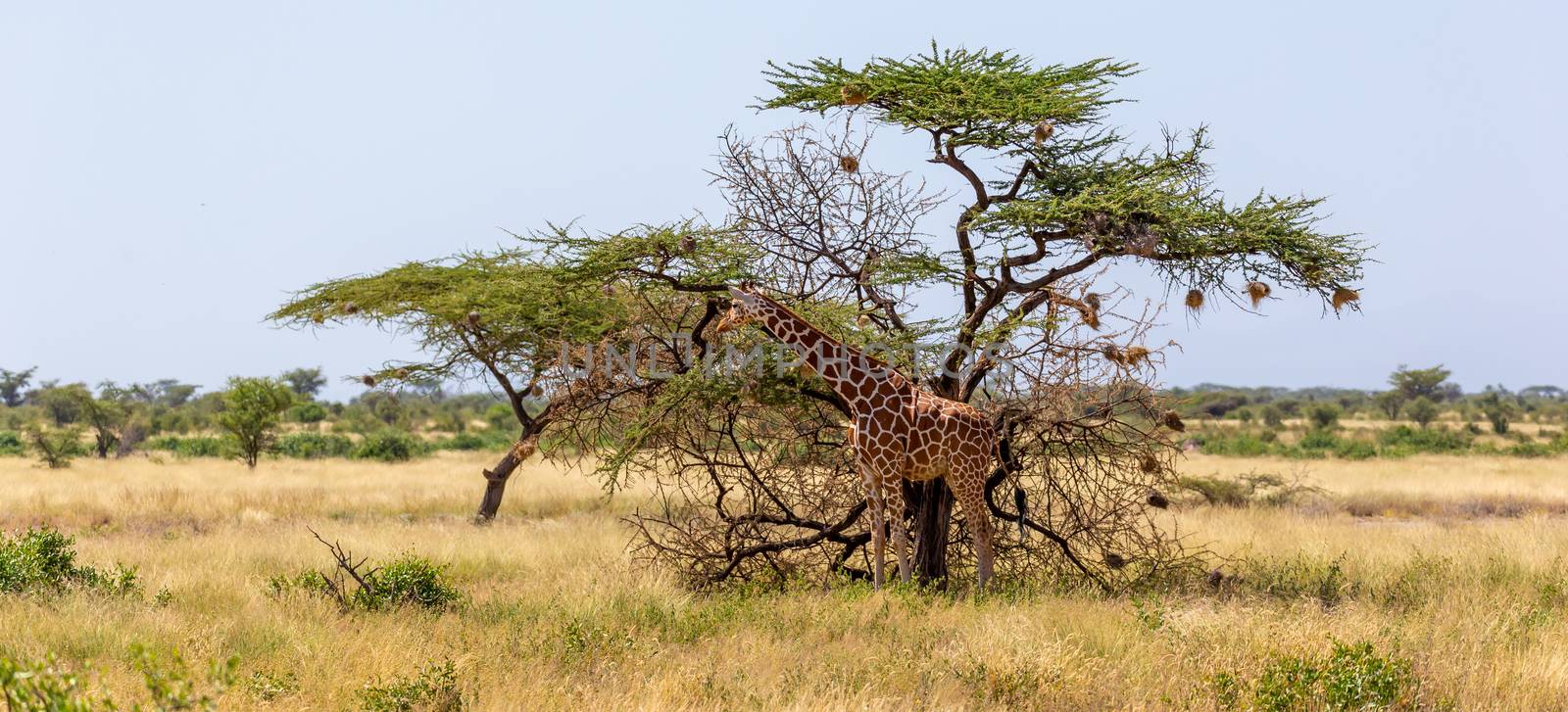 The Somalia giraffes eat the leaves of acacia trees