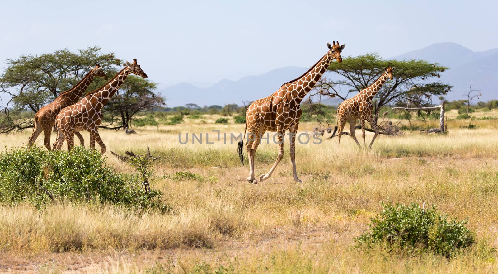 Giraffes in the savannah of Kenya with many trees and bushes in by 25ehaag6