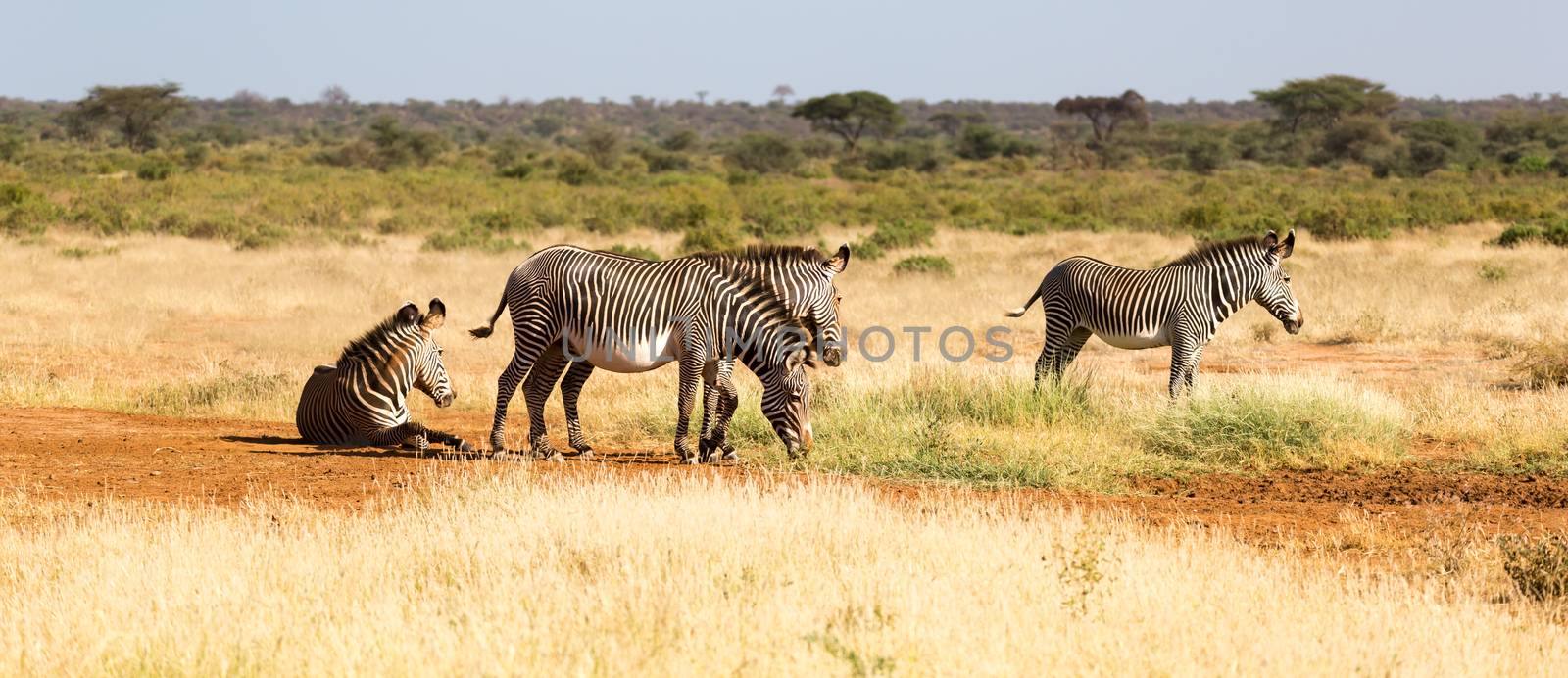 A zebra family is grazing in the savannah of Kenya in Samburu by 25ehaag6