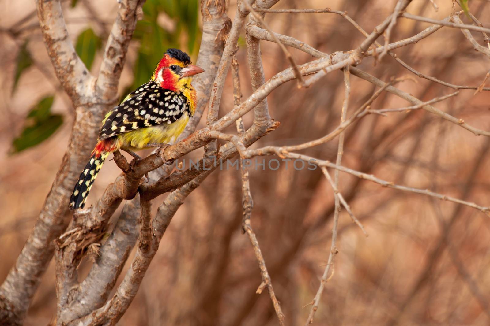 Colorful bird on the tree, on safari in Kenya