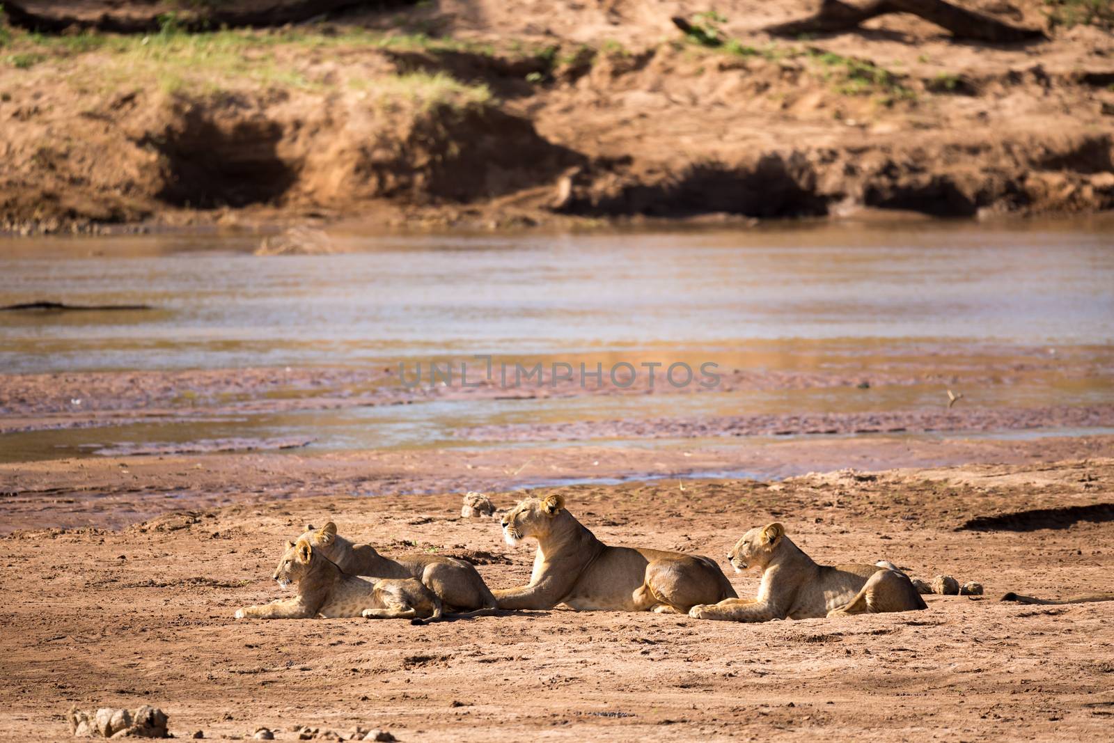Some lions rest on the bank of a river