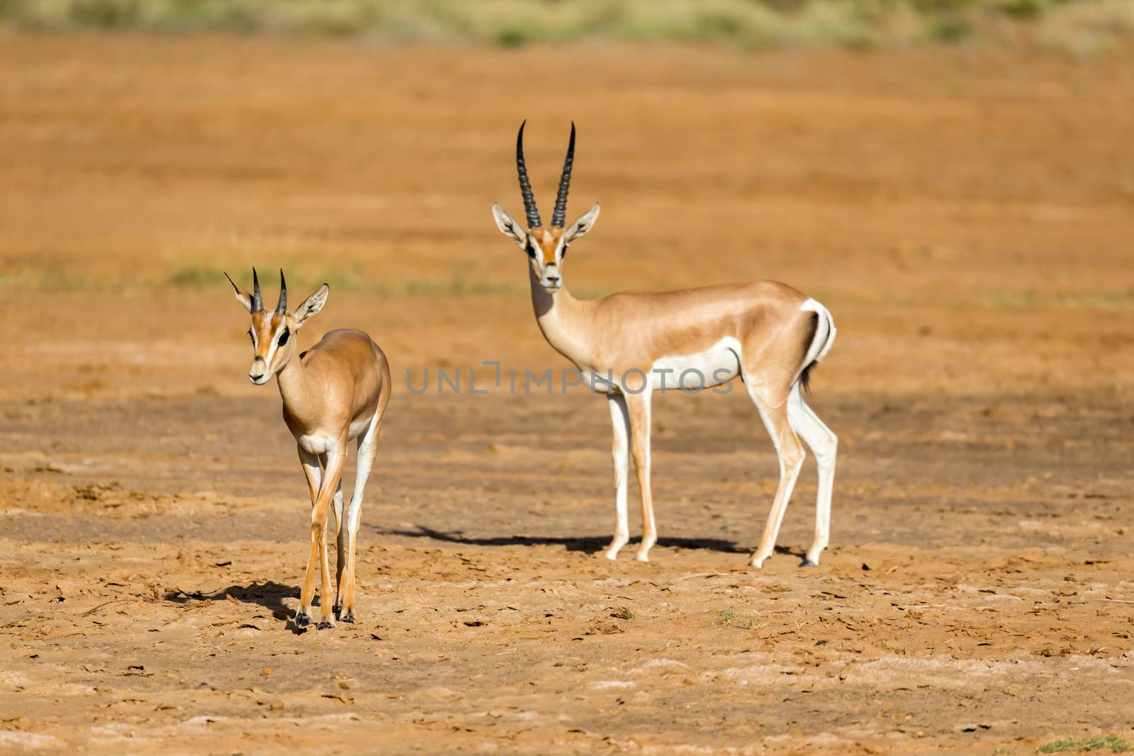 A Grant Gazelle in the savannah of Kenya