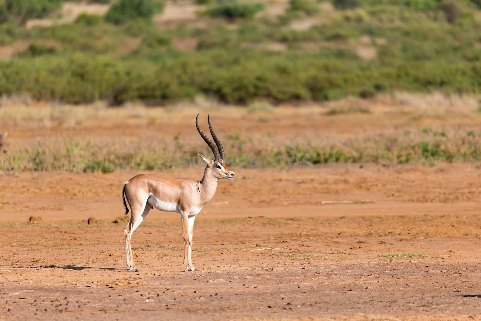 One Grant Gazelle stands in the middle of the grassy landscape of Kenya