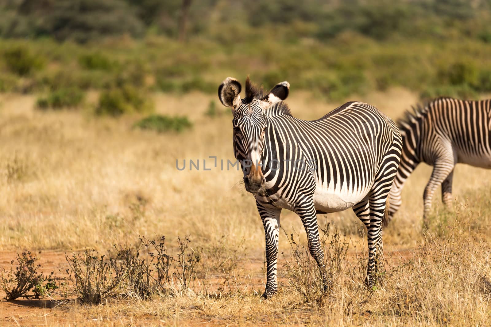 The Grevy Zebra is grazing in the countryside of Samburu in Kenya