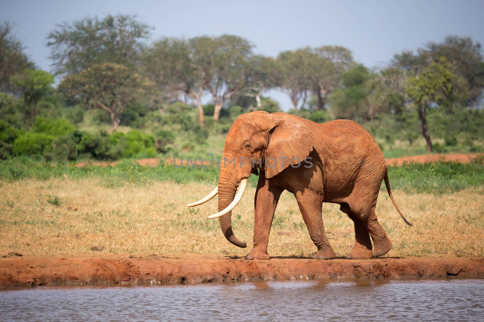 One big red elephant is walking on the bank of a water hole