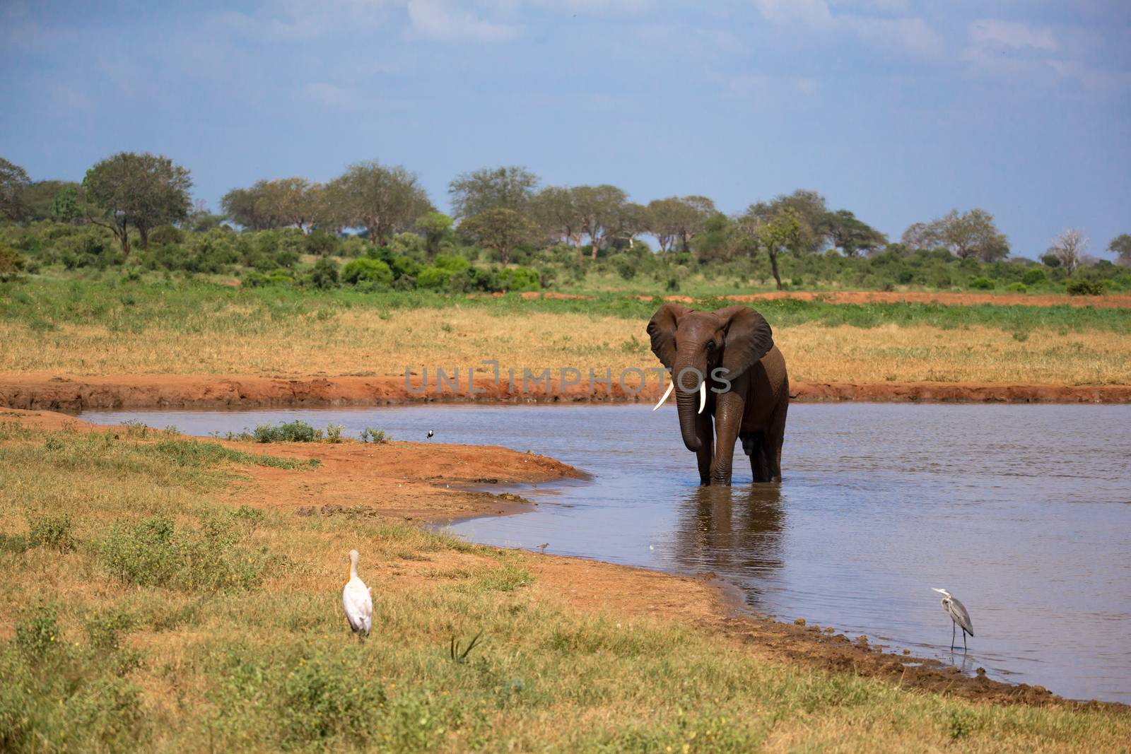 A red elephant drinks water from a water hole by 25ehaag6