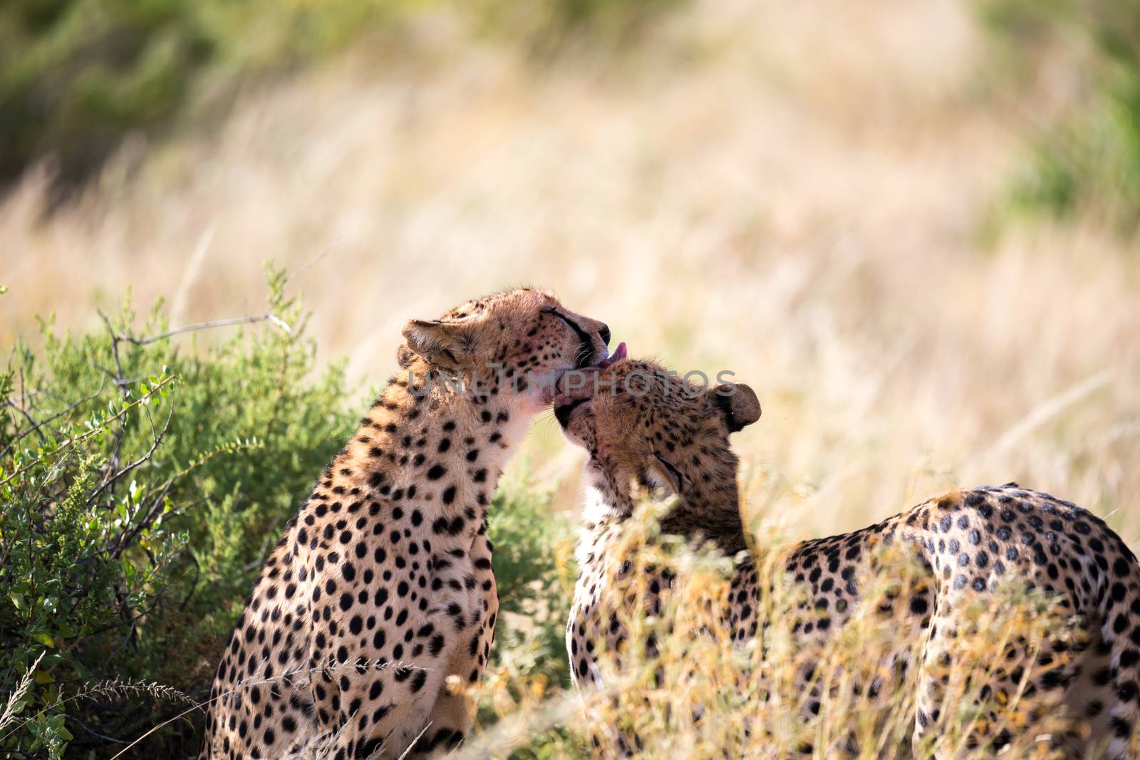 The cheetahs brush each other after the meal