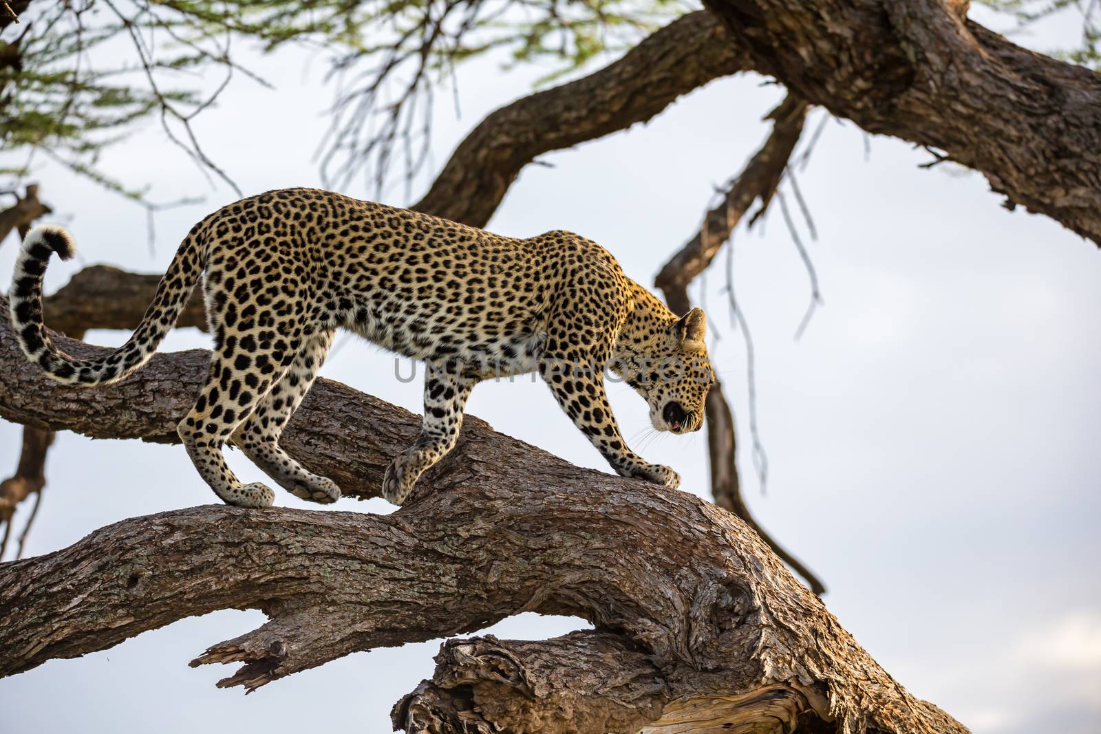 One leopard is walking up and down the tree on its branches