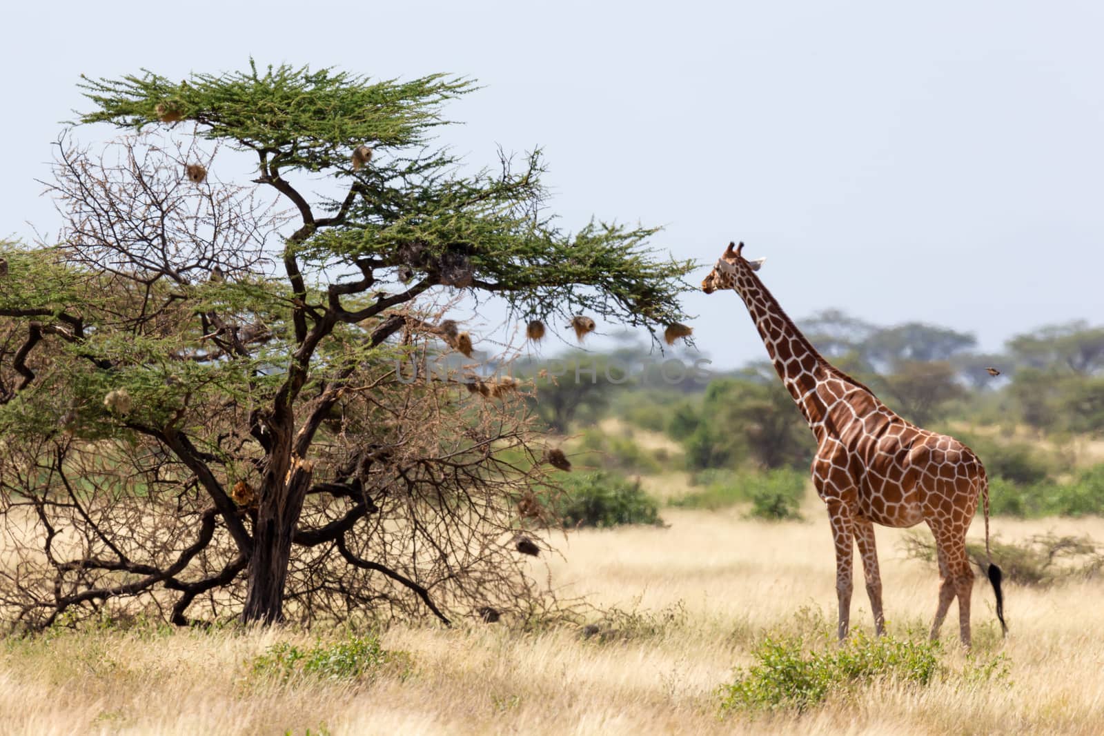 A Somalia giraffes eat the leaves of acacia trees