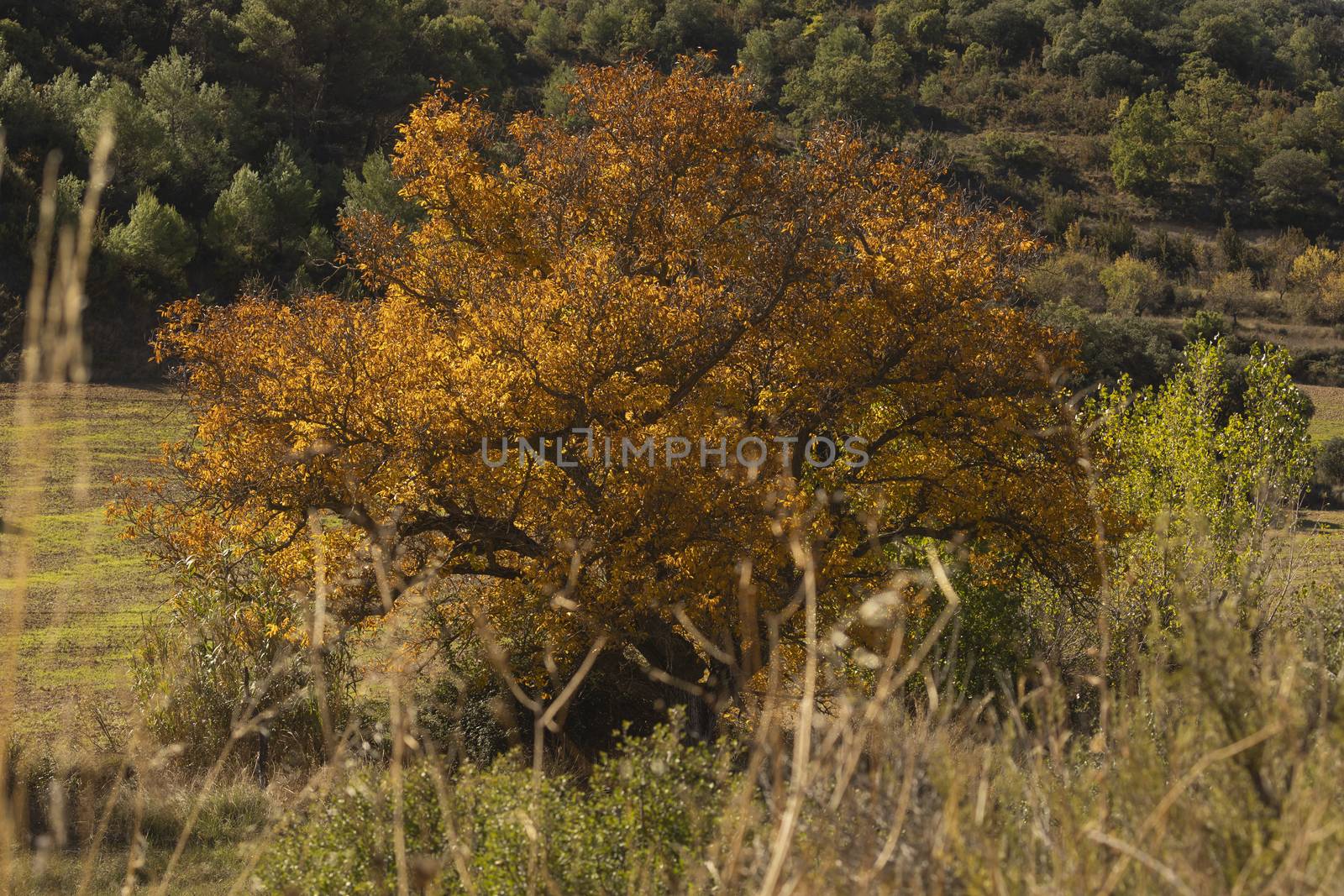 A beautiful walnut tree, dressed in autumn with yellow leaves, poses in silence among the sunny fields near the small town of Orés, in the Cinco Villas region, Zaragoza, Spain.