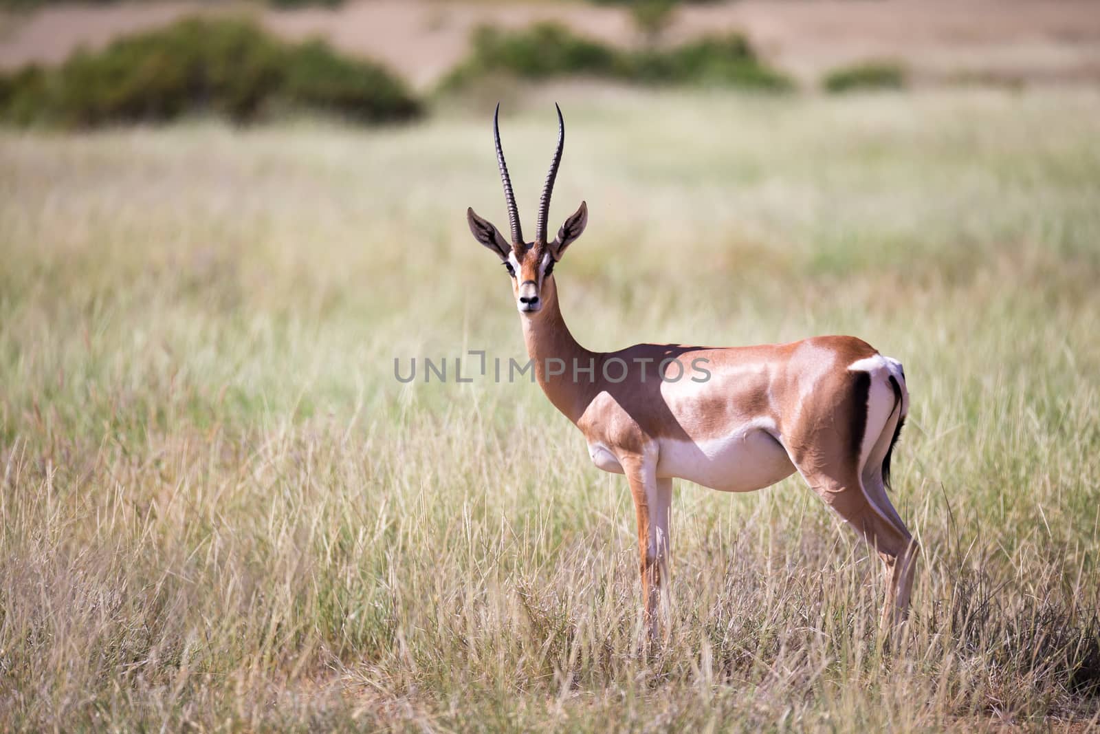The antelopes in the grass landscape of Kenya