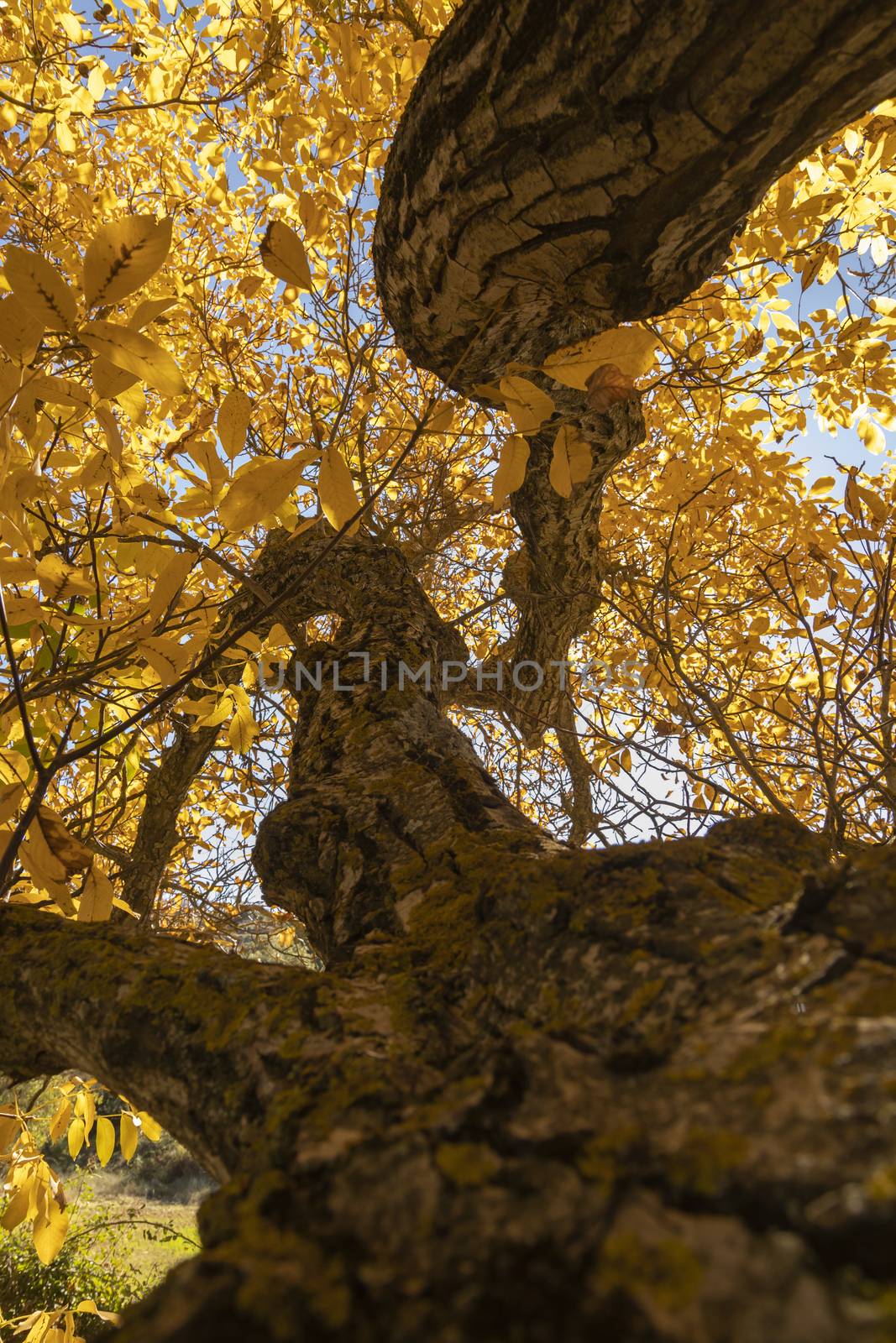 A beautiful walnut tree, dressed in autumn with yellow leaves, poses in silence among the sunny fields near the small town of Orés, in the Cinco Villas region, Zaragoza, Spain.