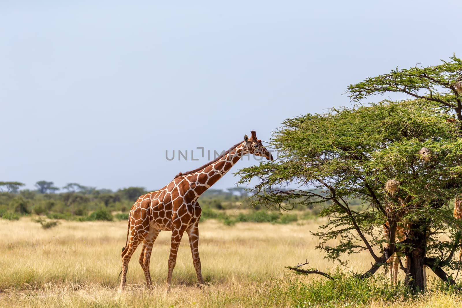 Somalia giraffes eat the leaves of acacia trees by 25ehaag6