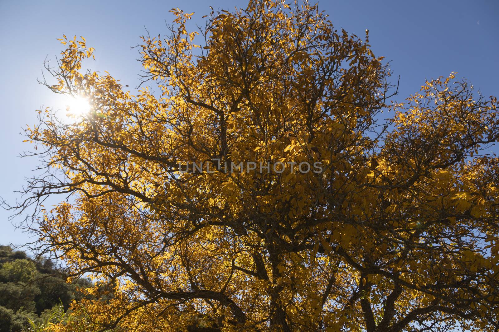 A beautiful walnut tree, dressed in autumn with yellow leaves, Spain by alvarobueno