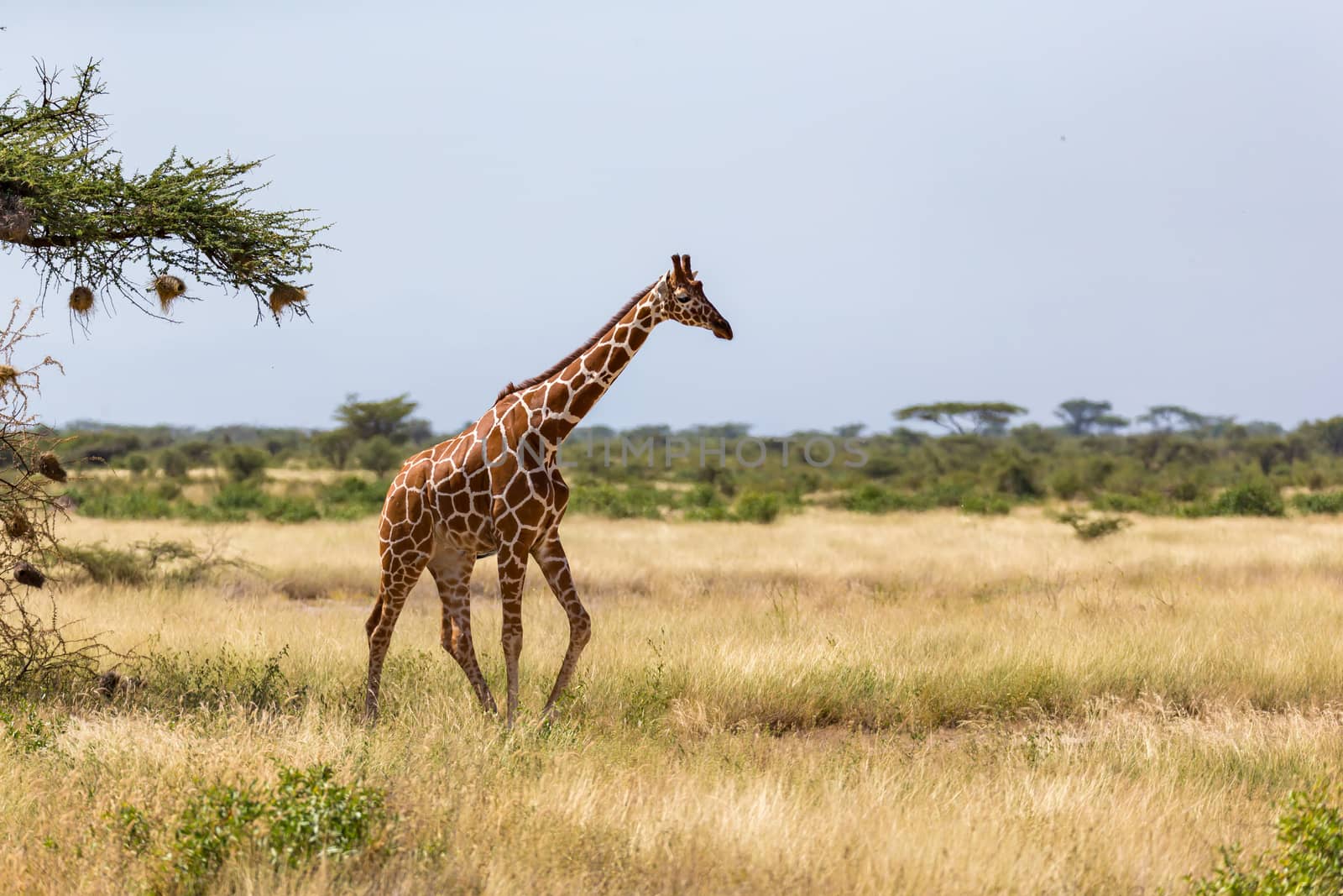 One giraffe walk through the savannah between the plants
