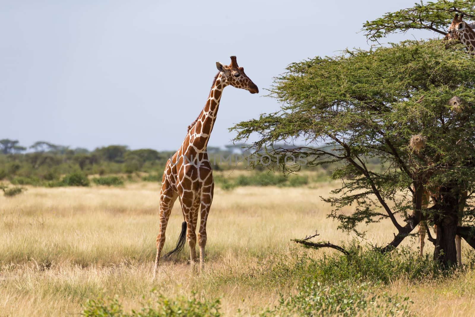 Giraffes in the savannah with many trees and bushes in the background