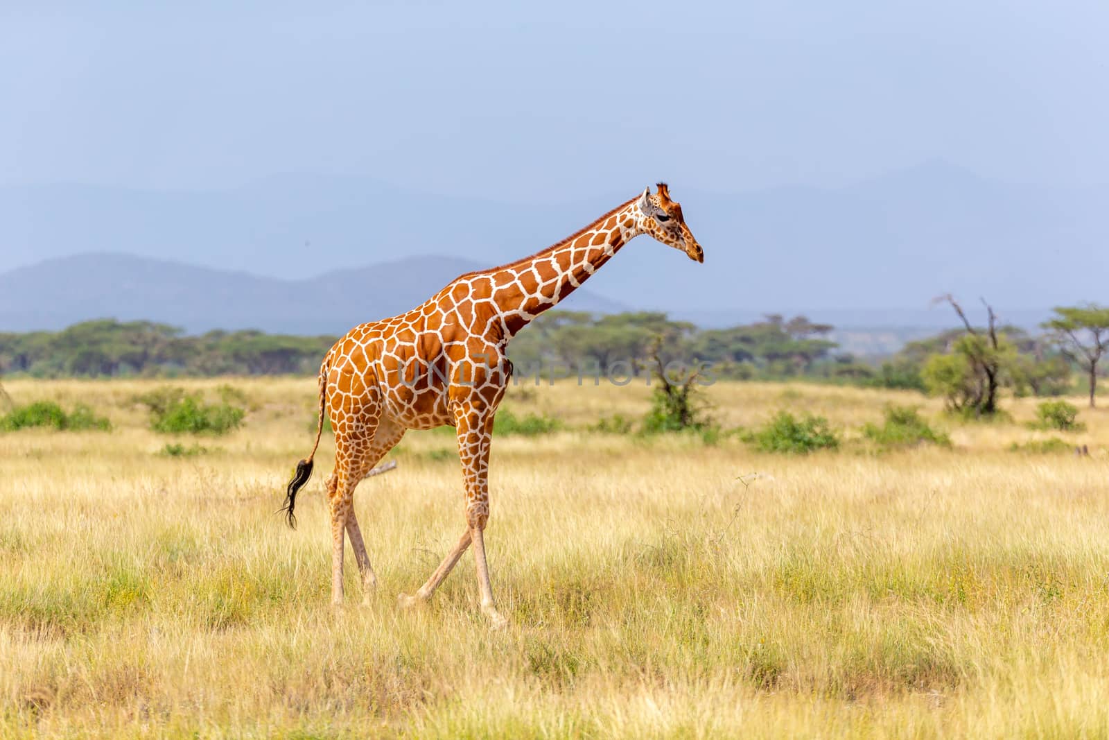 The Somalia giraffe goes over a green lush meadow