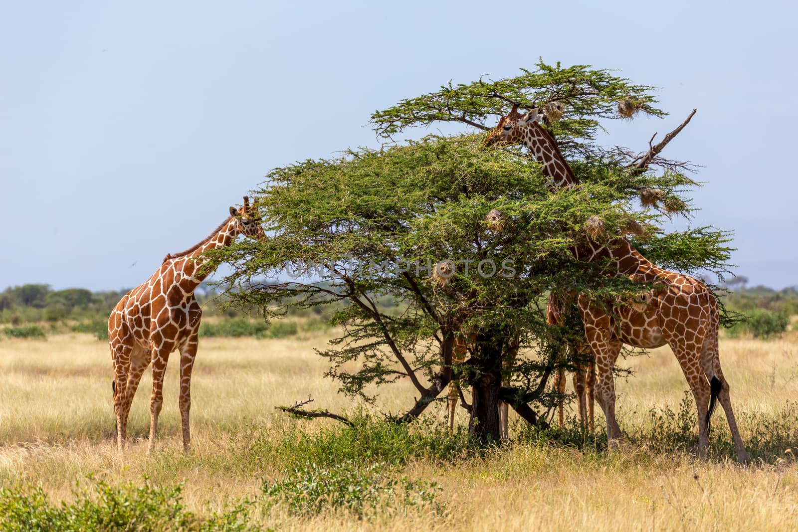 Two Somalia giraffes eat the leaves of acacia trees by 25ehaag6