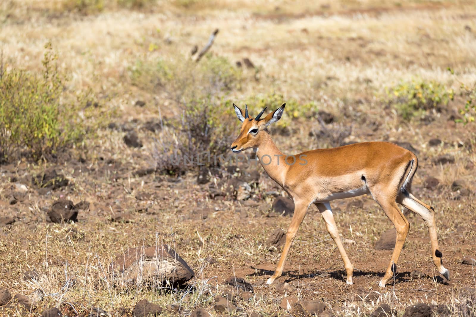 An antelope in the middle of the savannah of Kenya