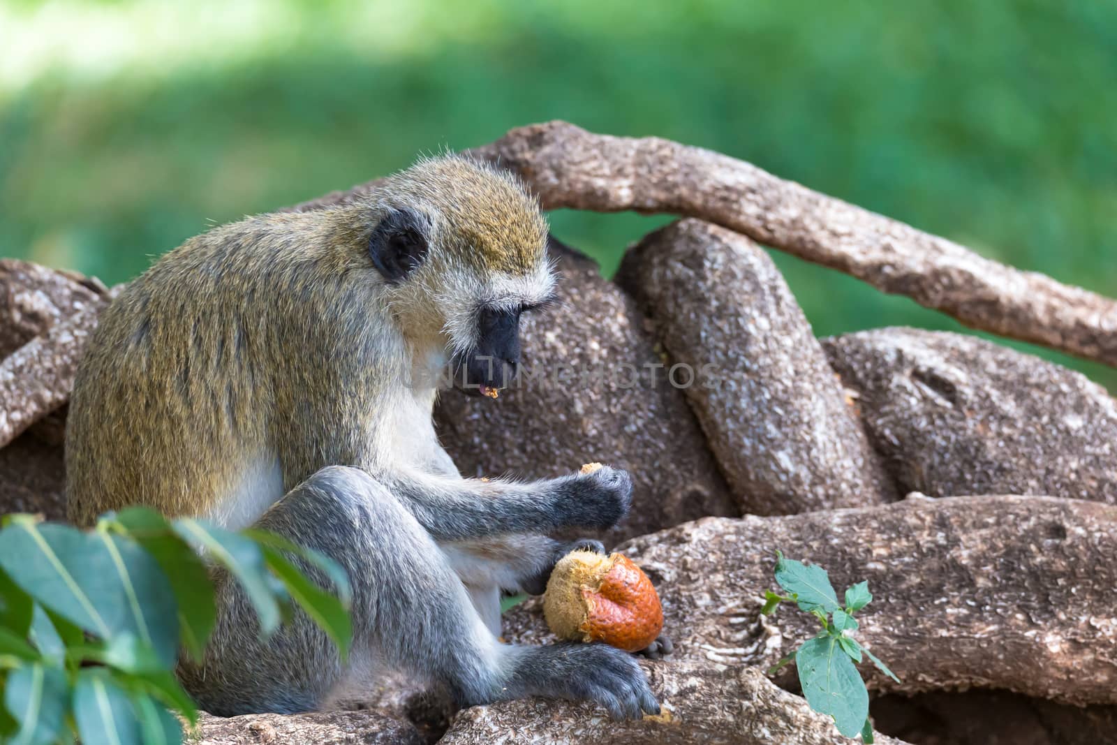 Monkey is doing a fruit meal in the grass by 25ehaag6