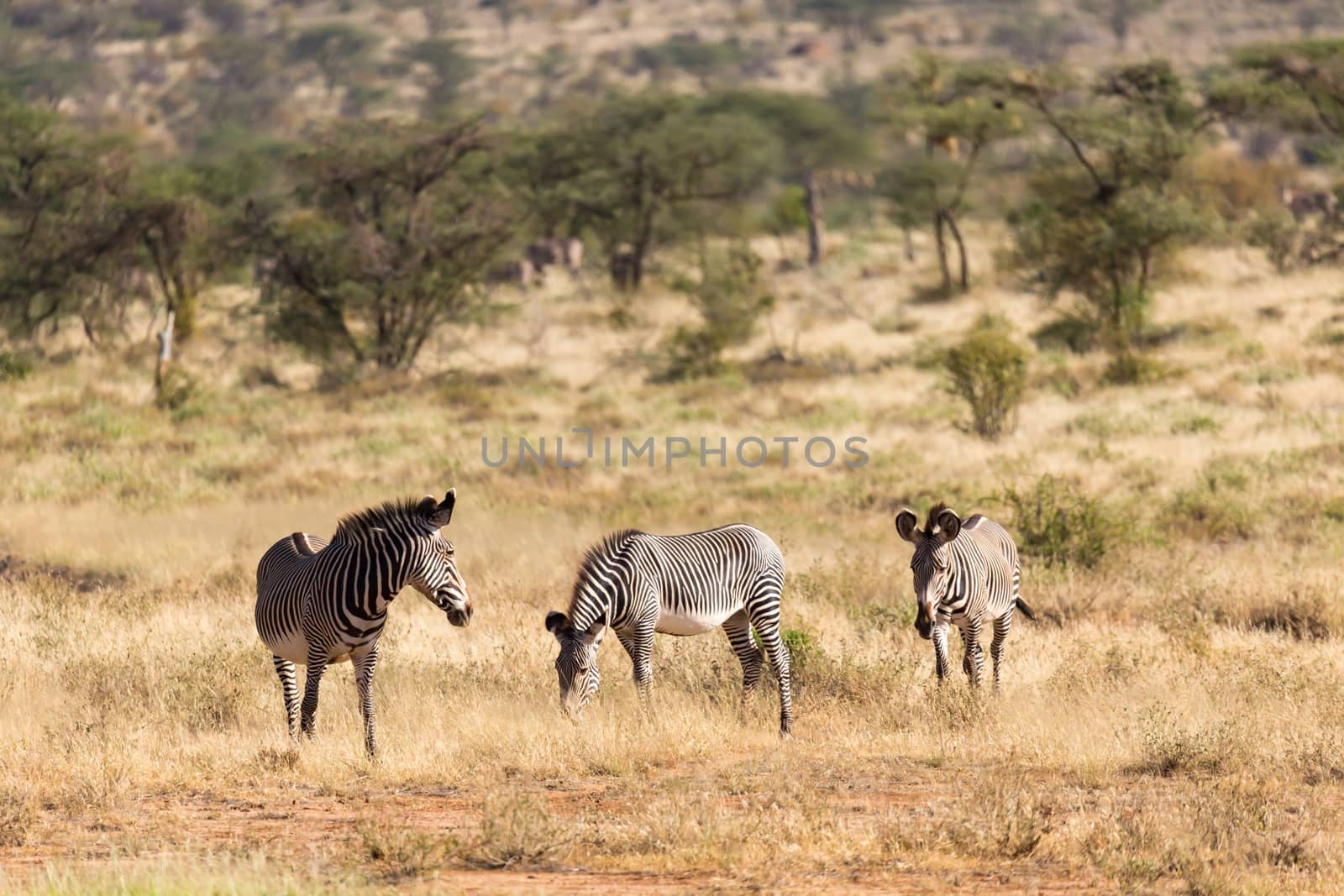A large herd with zebras grazing in the savannah of Kenya