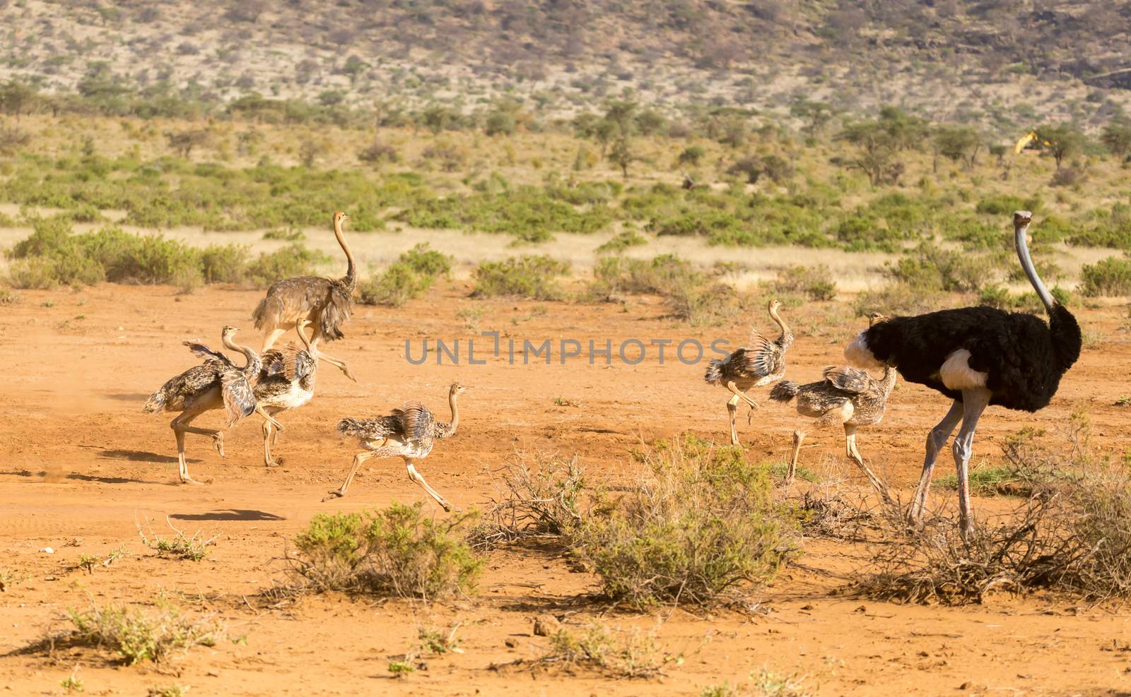 The ostrich family runs through the savanna of Kenya