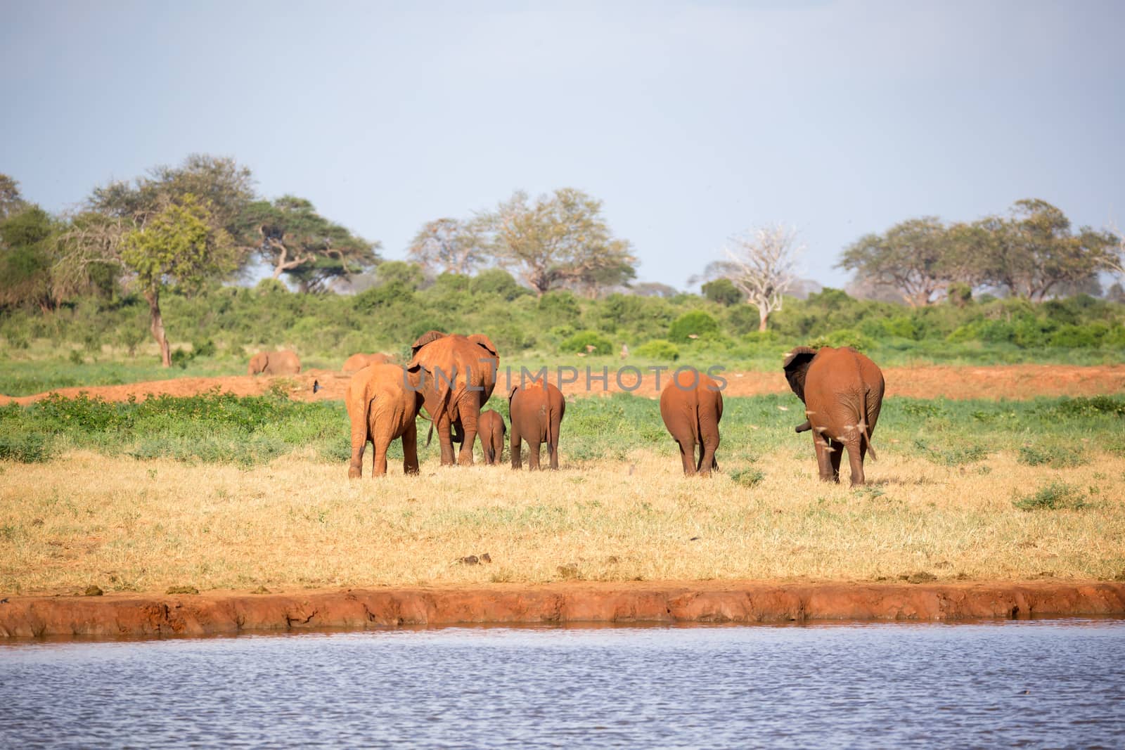 The large family of red elephants on their way through the Kenyan savanna